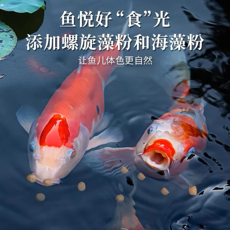 精品锦鲤保证血统自家高蛋白添加螺旋藻锦鲤饲料