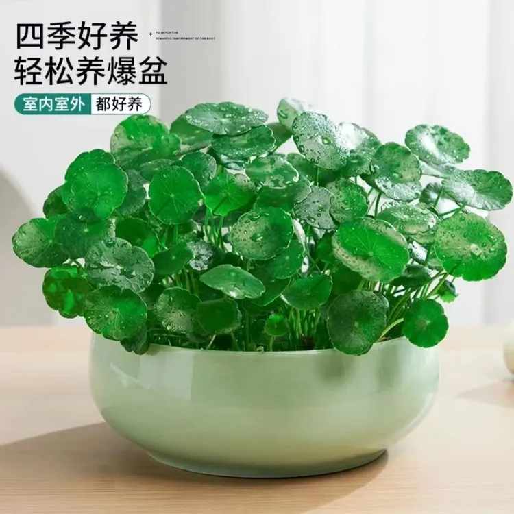 水养带叶铜钱草水培植物室内桌面绿植金钱草室外四季好养花卉盆栽