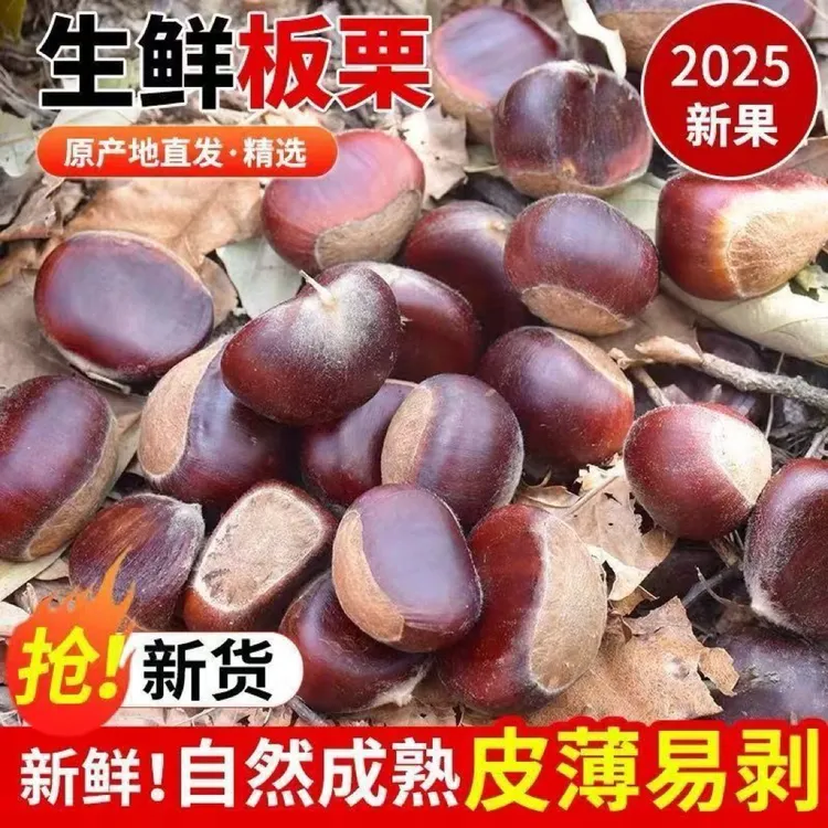 贵州深山老树新鲜现摘毛栗子香甜美味零食坚果