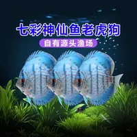 七彩神仙鱼野彩老虎狗热带鱼观赏鱼好养易活鱼苗精品幼鱼渔场直销