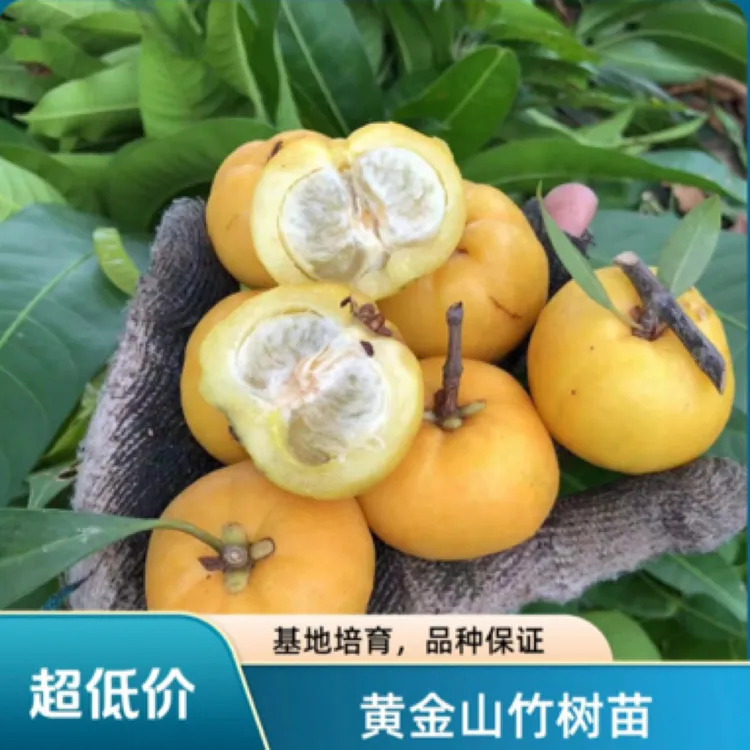 黄金山竹树苗 嫁接苗 结果快 四季常青植物