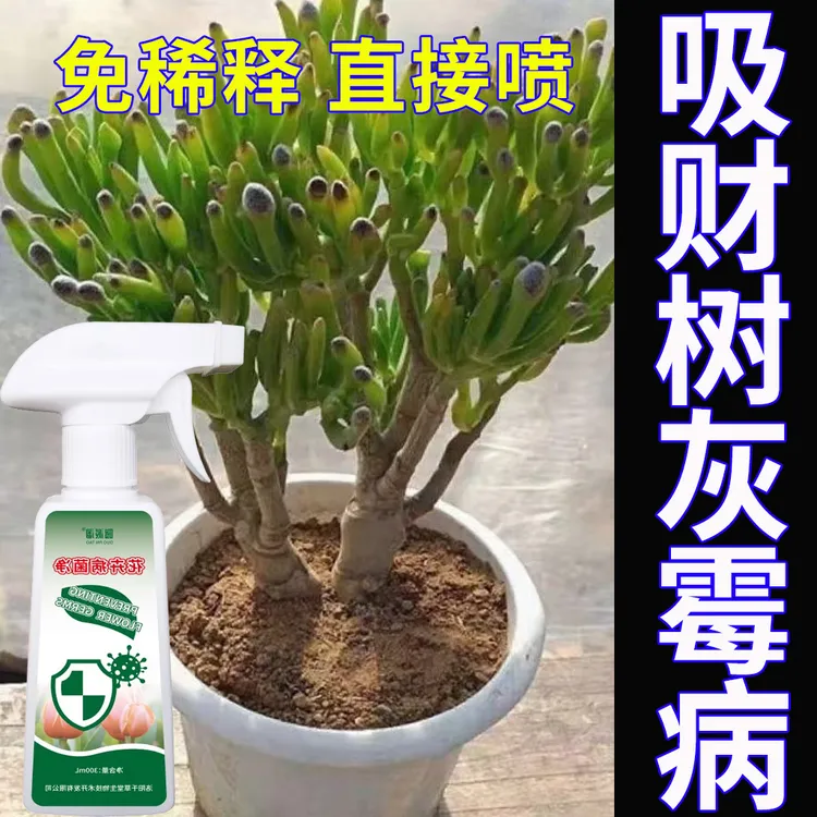 吸财树灰霉专用肥料叶霉发霉干瘪黑斑猝倒枯萎烂苗根肿急救营养液