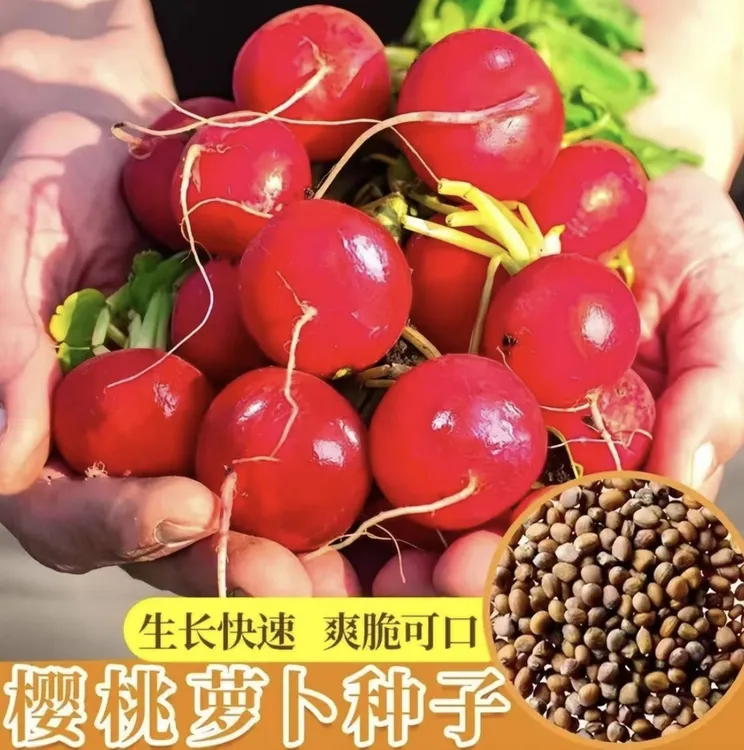 樱桃萝卜种子四季种植盆栽地栽营养丰富口感甜脆水果萝卜【拍2送1】
