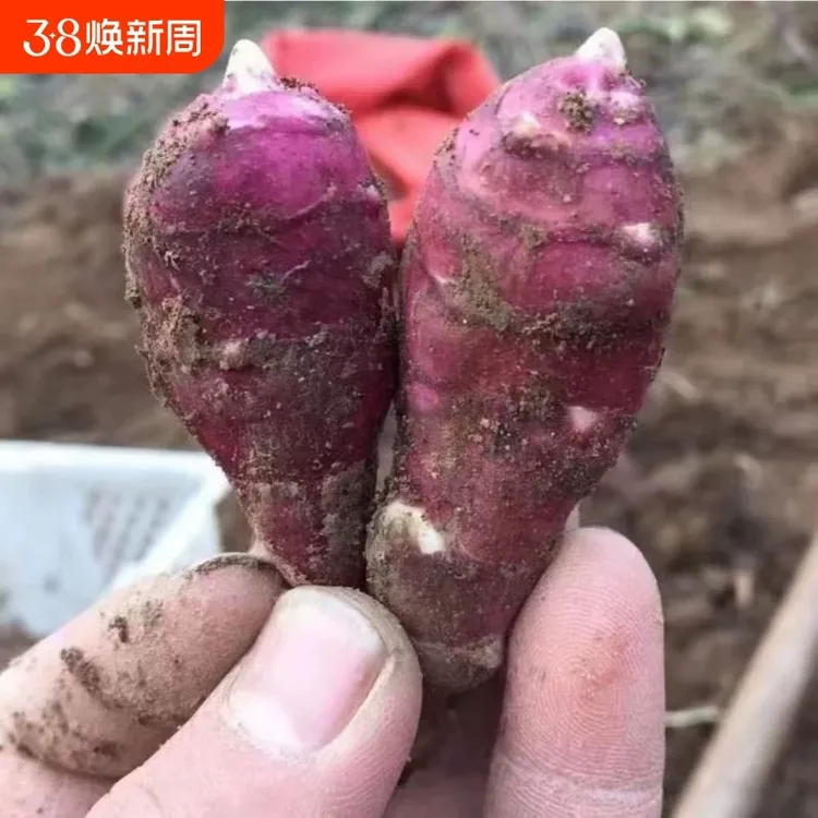 新鲜红皮洋姜胰岛果蔬菜鬼子姜腌制不辣菊芋现挖腌菜姜不辣正