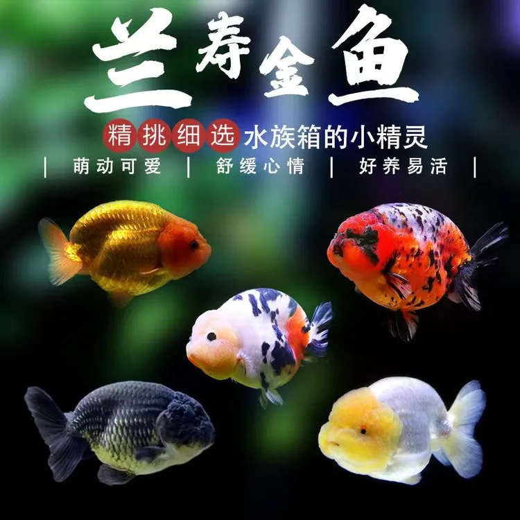 （1号链接）兰寿金鱼活鱼金鱼冷水鱼观赏鱼小金鱼苗小型鱼淡水好养