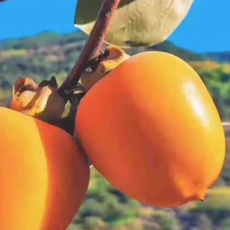 福建正宗古田利洋脆甜炮弹柿礼盒装10斤