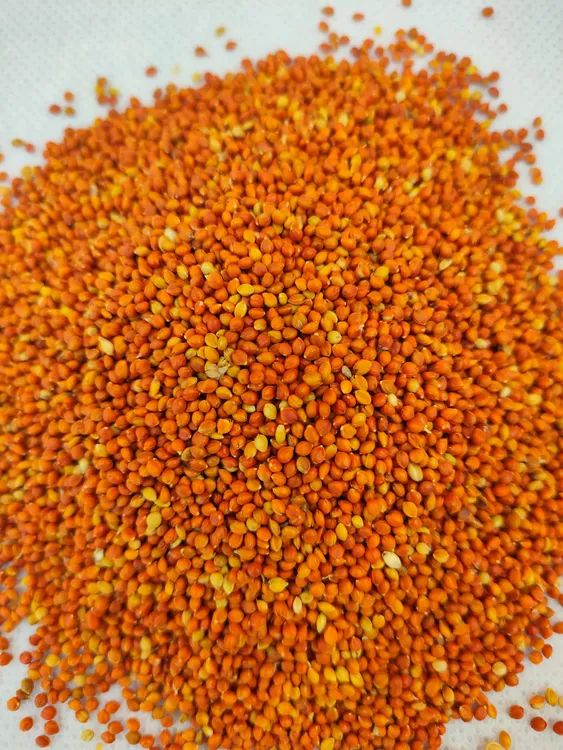 带壳红谷子虎皮牡丹玄风文鸟通用鸟食鹦鹉食粮鸟粮鹦鹉专用饲料