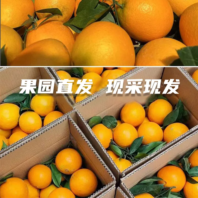 【松哥专属】道州脐橙北纬25.5度纽荷尔脐橙脆甜多汁新鲜应季水果
