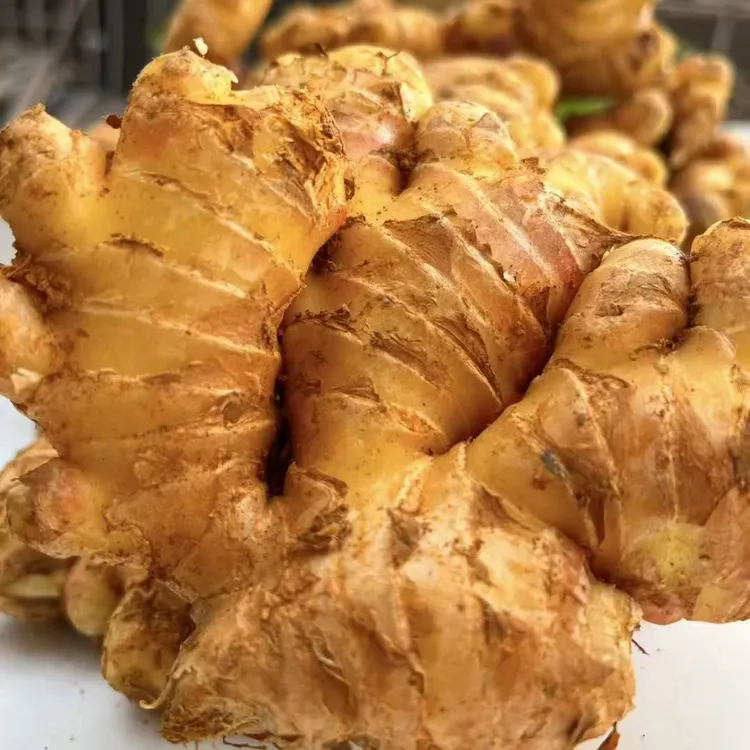 云南现挖新鲜小黄姜生姜老姜农家土姜月子姜应季蔬菜味道浓郁