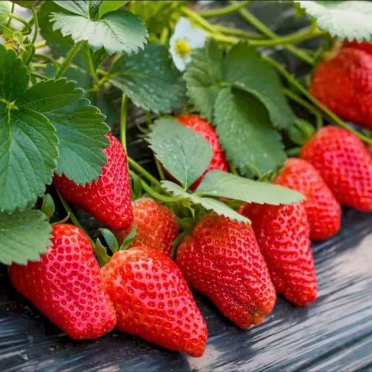 [丹东奶油草莓种子】草莓种子盆栽地栽南北方种植