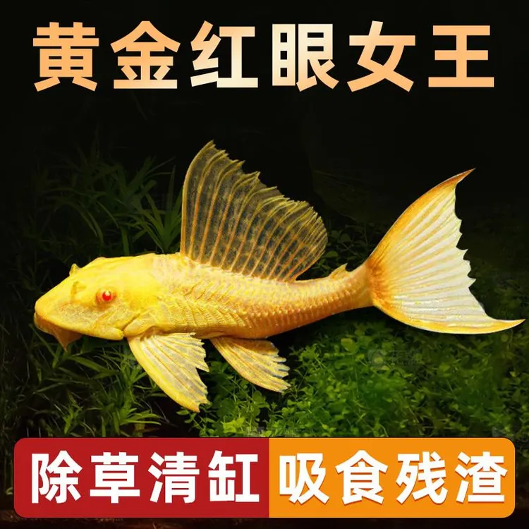 黄金清洁红眼女王清道夫大帆活体大型小型垃圾异型清道夫净化鱼缸