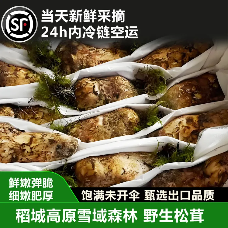 【松茸王12cm+】稻城高原深山松茸可煲汤炖鸡刺身顺风空运冷链包邮