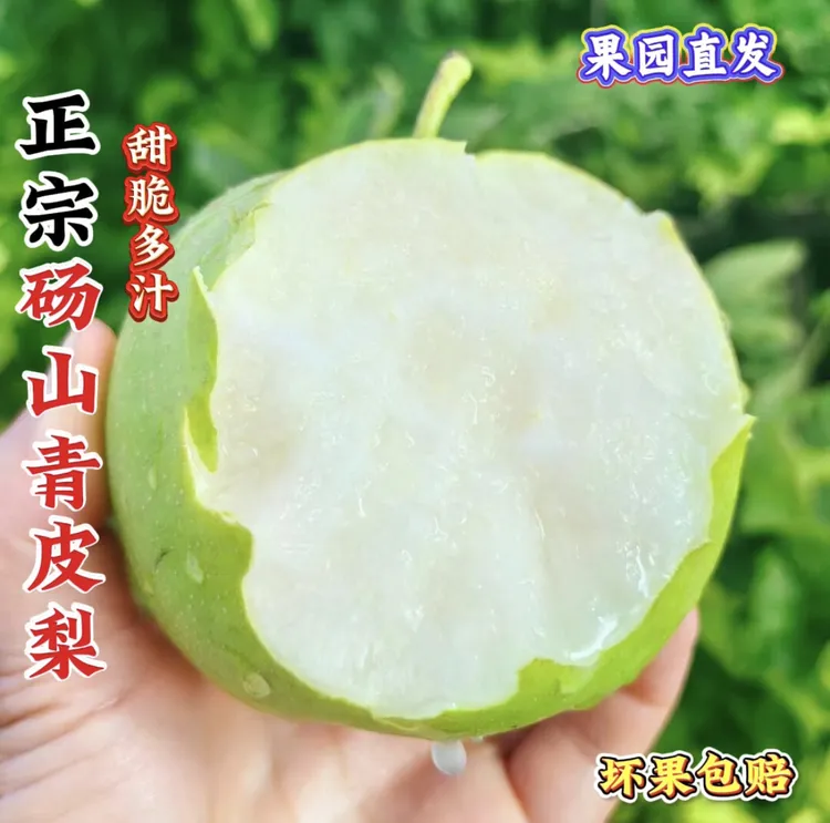 〖正宗〗砀山梨 新鲜采摘 翠玉梨黄冠梨青皮蜜梨酥脆多汁 应季水果