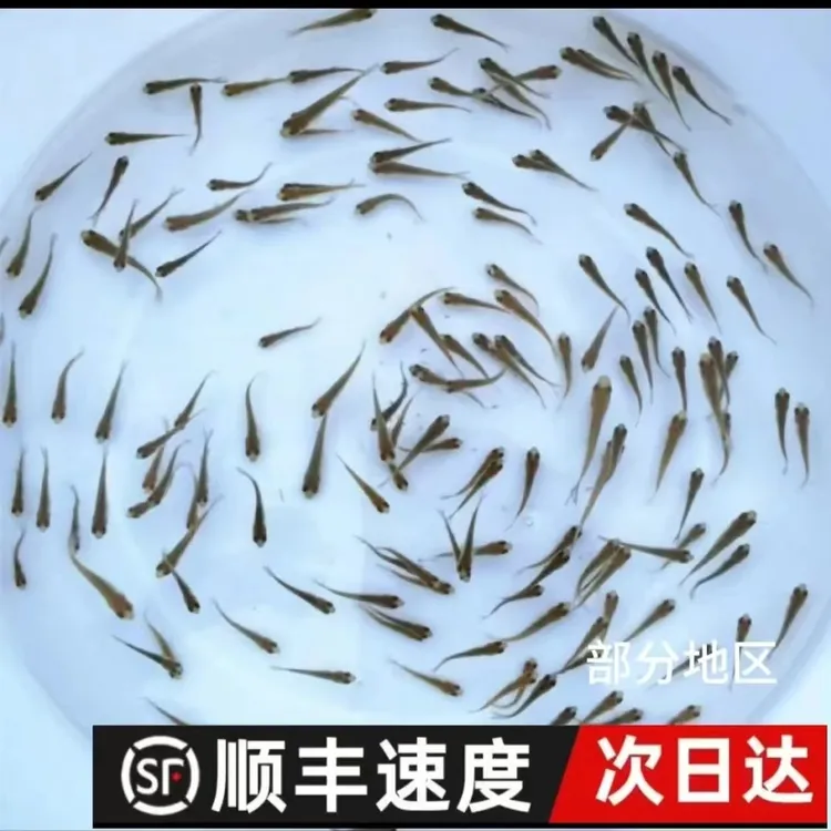 饲料鱼喂乌龟小鱼活体养殖活鱼龙鱼活食饲料淡水鱼苗包活包邮
