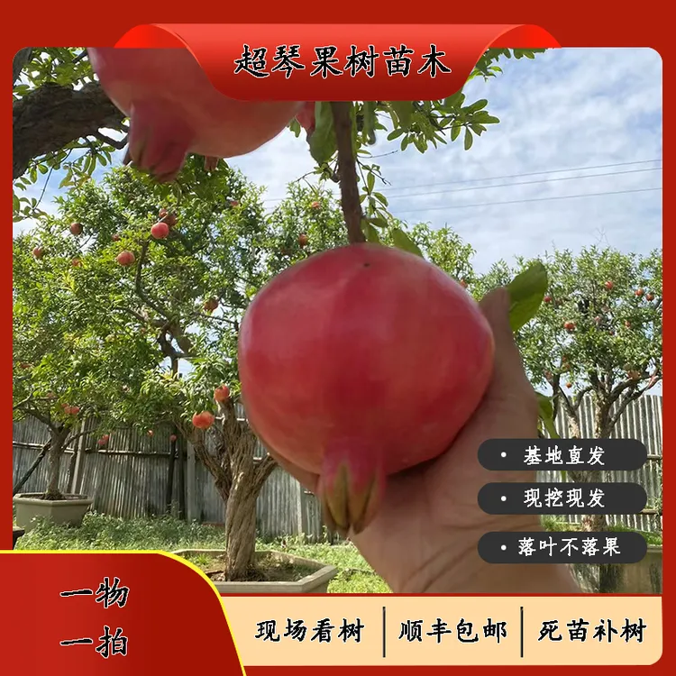 盆栽地栽大红袍石榴树蒙阳车厘子红石榴南北方种植耐寒庭院种植