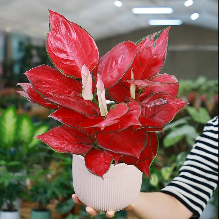 精品富贵红大苗吉利红如意盆栽室内桌面水培植物四季好养吸除甲醛