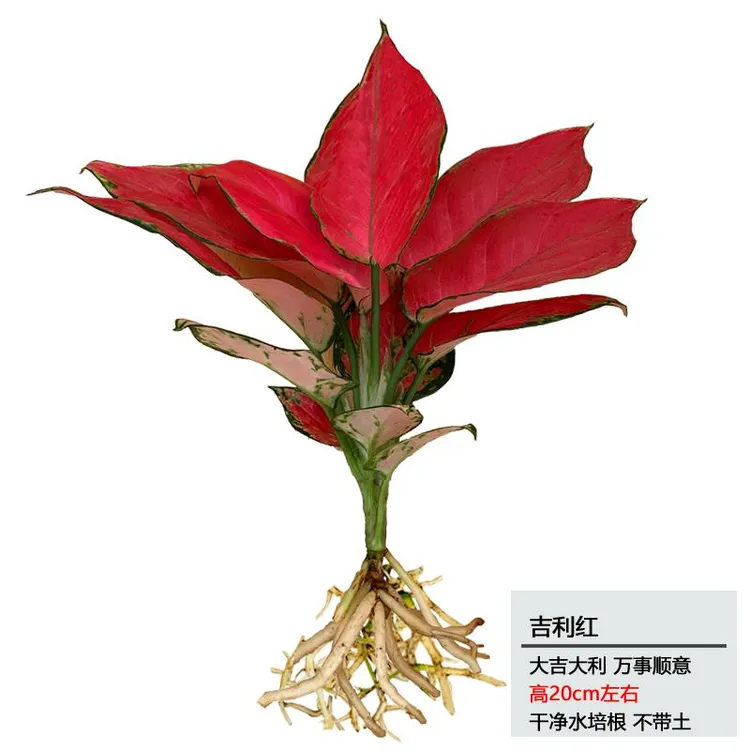 吉利红带盆水培大红中国红如意皇后小苗好办公室桌面水养植物