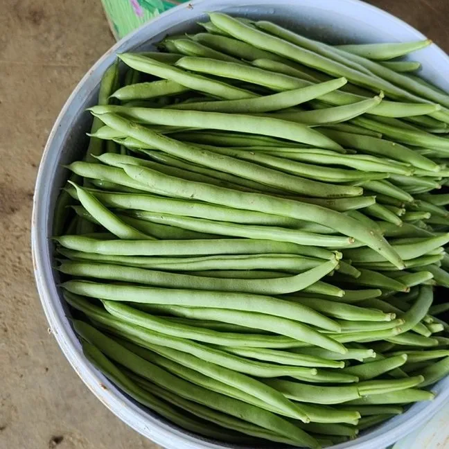 云南高原农家自种四季豆新鲜蔬菜豆角嫩豆露天现摘应季芸豆