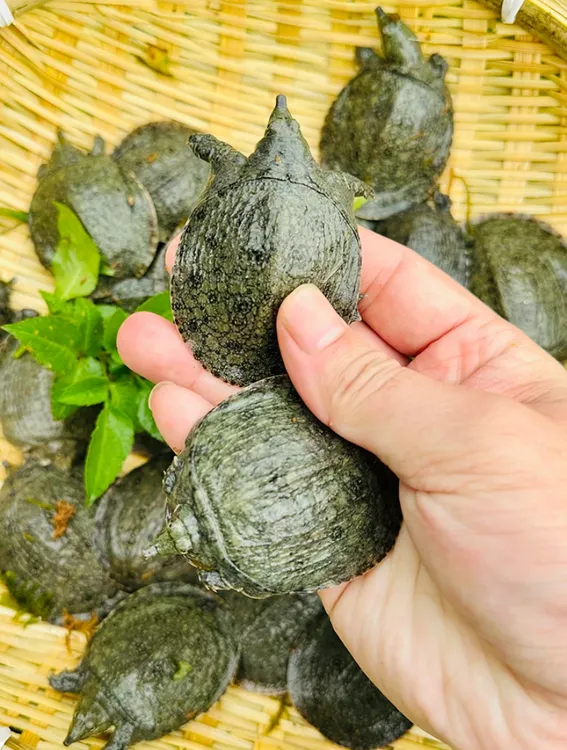 【直播特价】2025年甲鱼苗15-30克精选冷水养殖甲鱼苗基地直发