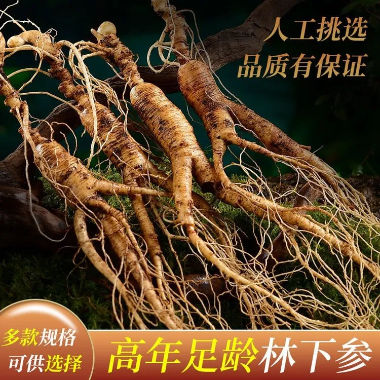 新鲜长白山林下人参 深山老货现挖滋补煲汤泡酒煮茶滋补中药材