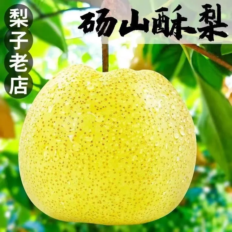 酥梨砀山梨汤山梨5斤现摘梨子香雪梨应季水果梨新鲜整箱包邮新鲜