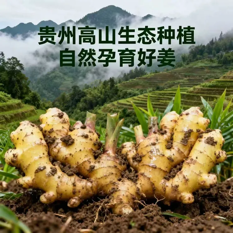贵州高山农家自种二黄姜新鲜现挖红芽嫩姜姜味浓郁当季蔬菜（精品）