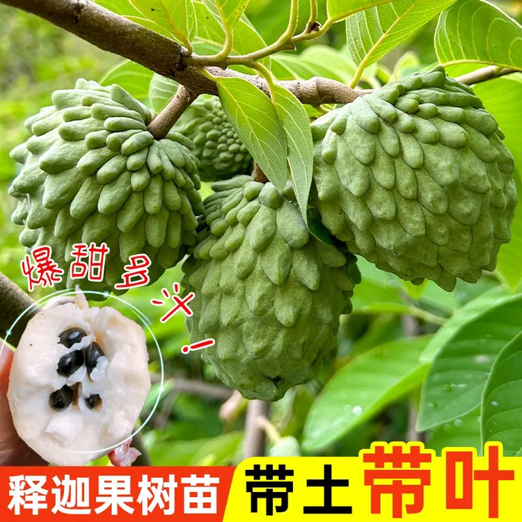 释迦果树苗凤梨释迦榴莲释迦果树苗