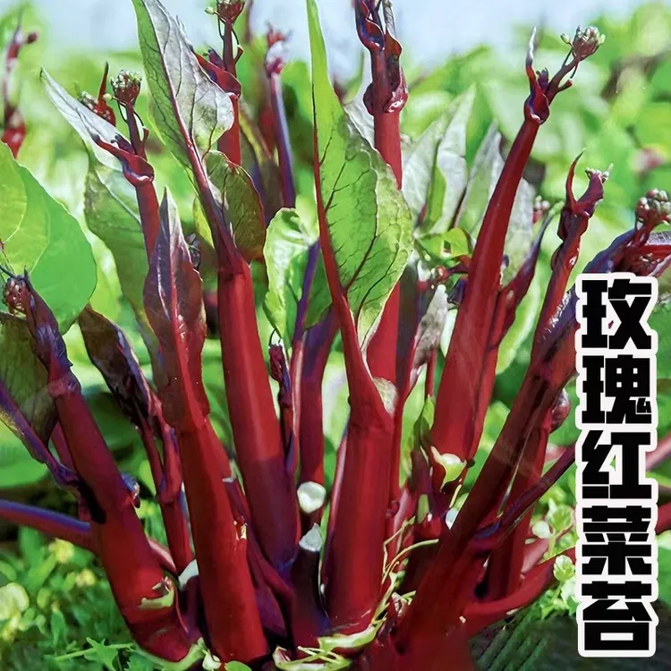 新鲜高产红菜苔种子四季可种适合南方冬季种植蔬菜种子菜秧菜苗