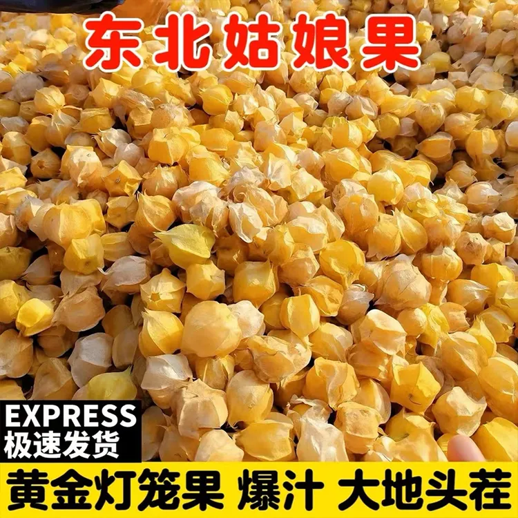正宗东北头茬洋姑娘果灯笼果大果新鲜采摘当季稀有水果超甜多汁