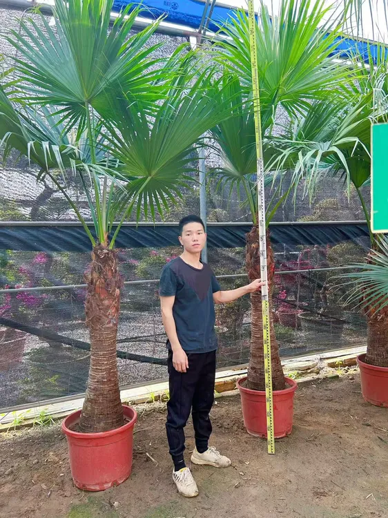 大叶蒲葵老人葵耐阴耐热耐寒棕榈科室内室外绿植不掉叶好打理易活