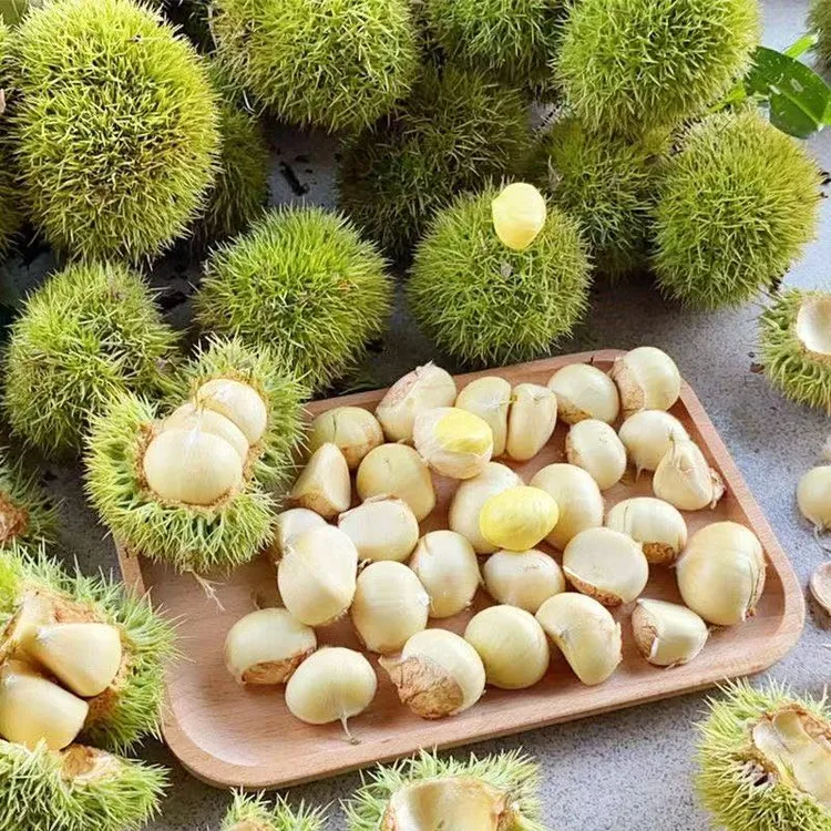 新鲜板栗球当季新货湖北罗田特产带壳白皮刺球生板栗仁即食板栗仁
