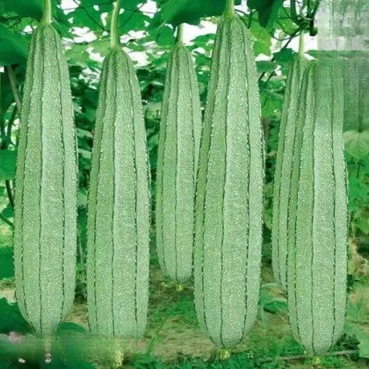 棱角大肉丝瓜种子四季秋季八角水瓜阳台菜园蔬菜种子盆栽庭院