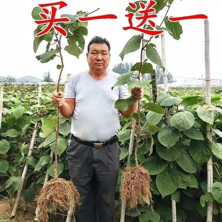 带土嫁接软枣猕猴桃苗当年结果红心猕猴桃树苗地栽盆栽果树苗