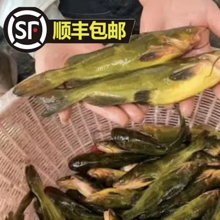 嘎牙鱼3斤送1斤，一斤3-4条顺丰冷链发货