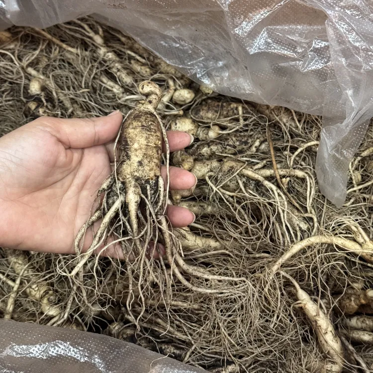 （霞姐推荐）官方庄 鲜人参 滋补炖汤好物