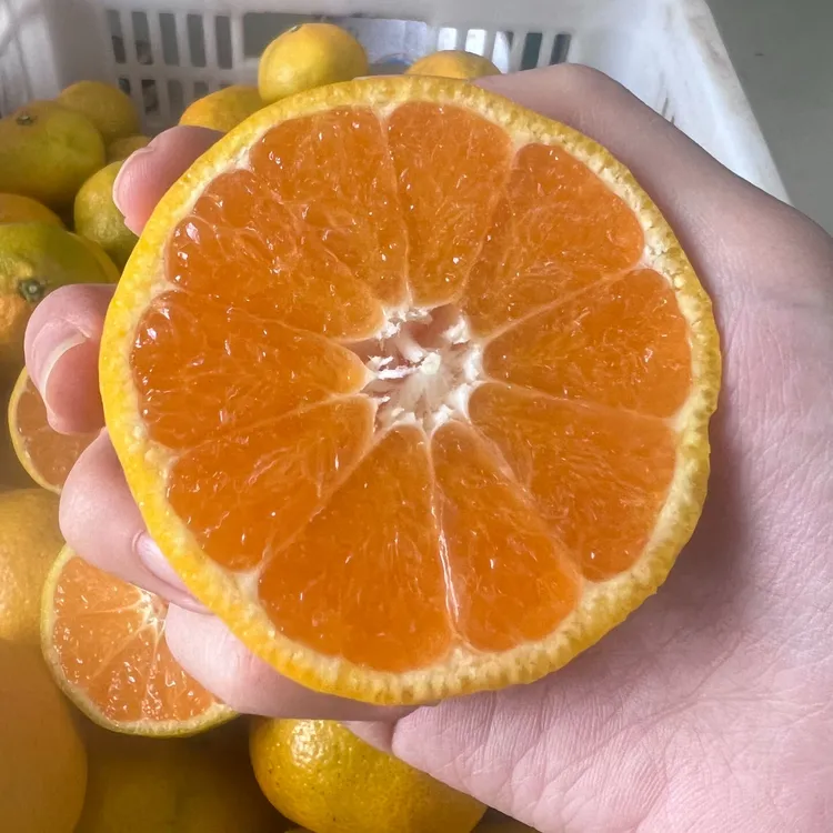 石门柑橘酸甜可口无籽新鲜现摘蜜桔皮薄多汁孕当季新品应季水果