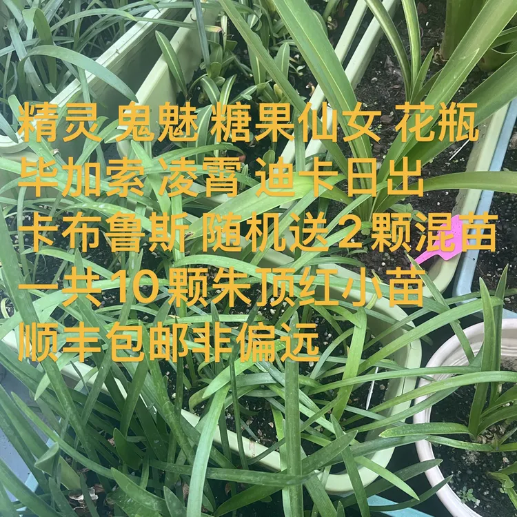 朱顶红小苗套餐 精灵鬼魅糖果仙女等8个品种随机送2个其它品种