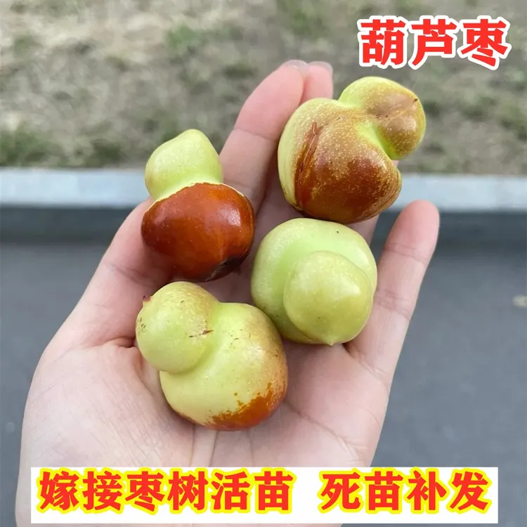葫芦枣树苗嫁接猴头枣苗南方北方种植枣树盆栽地栽磨盘枣当年结果