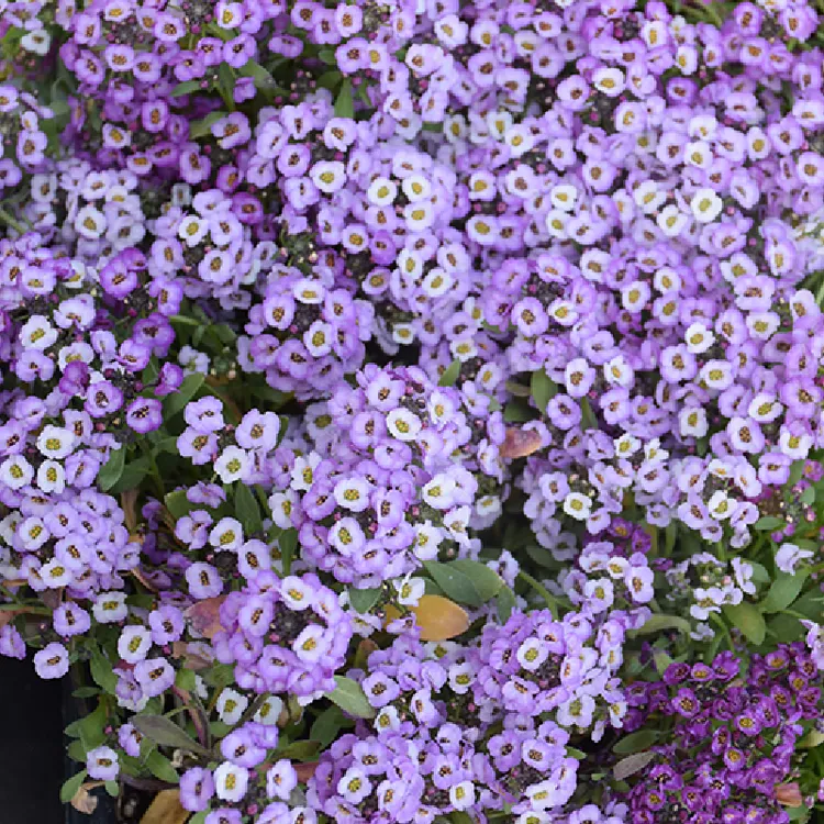 小椿日和 香雪球水晶系列水晶淡紫开花劳模轻松好养易爆盆