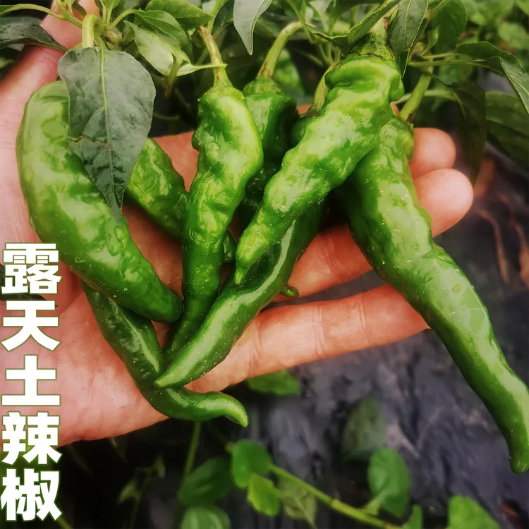 湖北农家露天种植优质土辣椒新鲜青椒秋辣椒中辣薄皮辣椒精品包邮