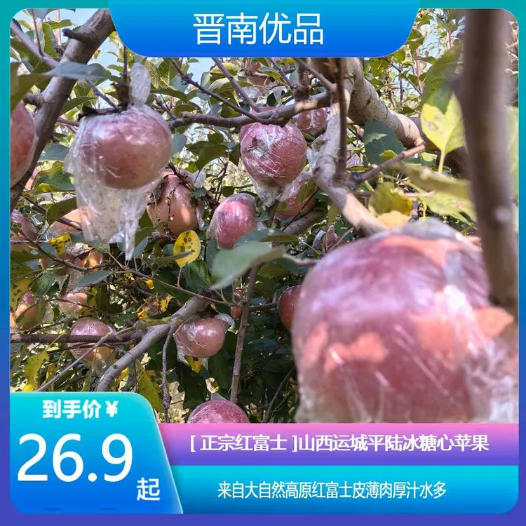 山西运城平陆正宗红富士冰糖心苹果产地现发青年