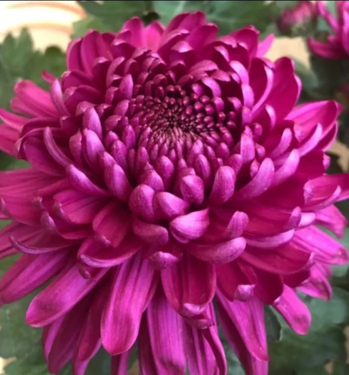 九月大花菊《盘龙枚色》（带花苞）菊花大苗 新老花友福利 开花粉嫩