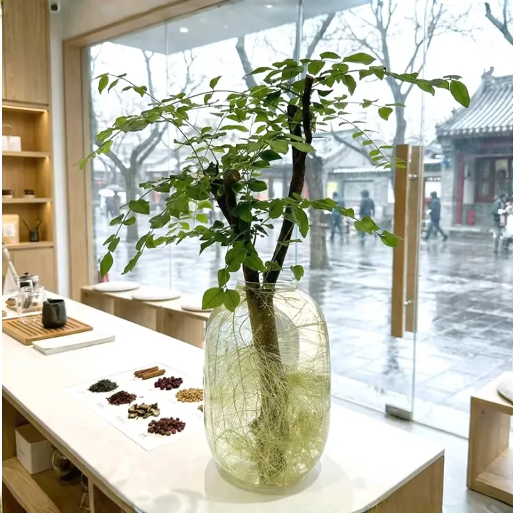 一物一拍水培小叶女贞毛叶绿叶高端水培鲜切枝居家桌面摆件绿植