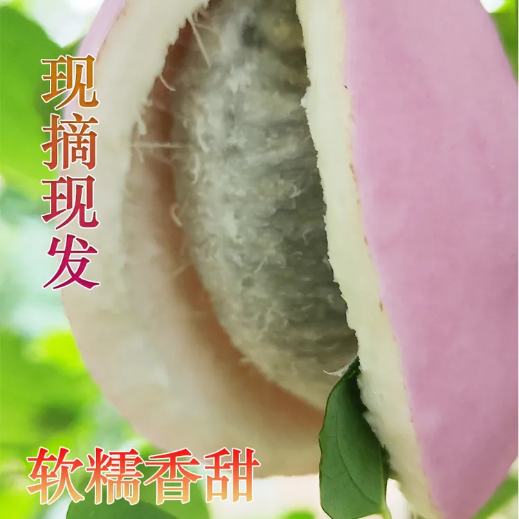八月瓜八月炸当季现摘现发软糯水果香甜伏牛山甜瓜寄坏包赔网红果