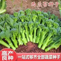 【西兰苔种子】西洋芥兰种籽芥蓝菜苔四季阳台盆栽西兰蓝花蔬菜子