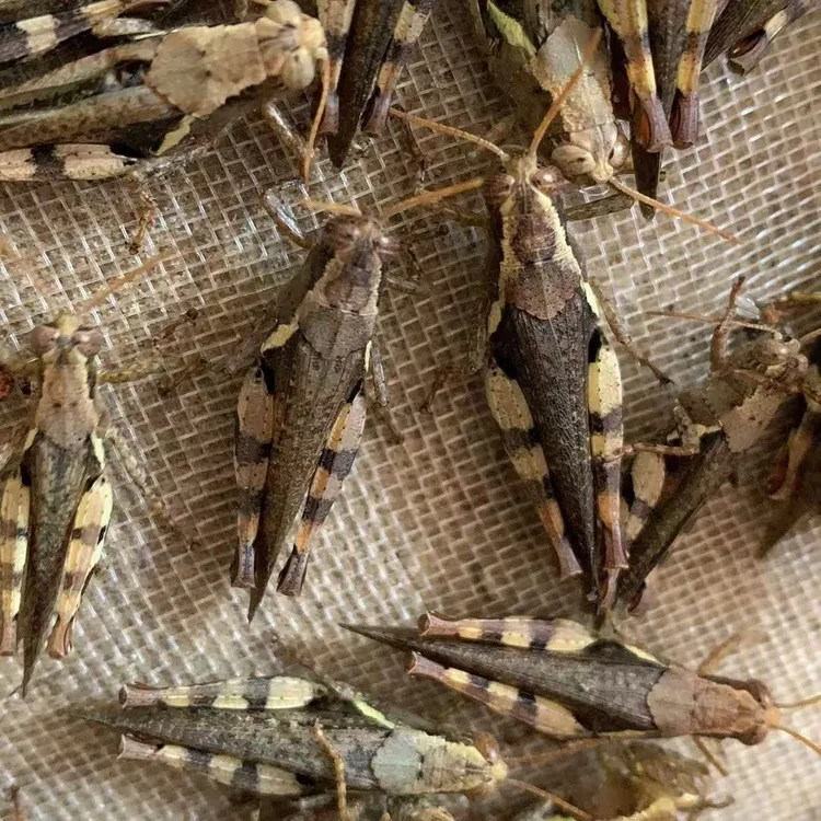广西特耐养新花腿活体蚂蚱成活率高质量好画眉鸟食提性壮膘活虫