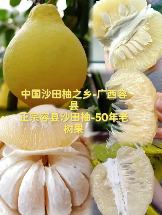 正宗容县沙田柚，50年老树果，果肉饱满蜜香浓郁，整箱包邮产地直发。