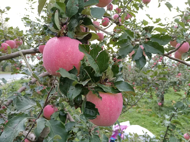 福利款甘肃天水秦安富士苹果瑕疵果现摘发货