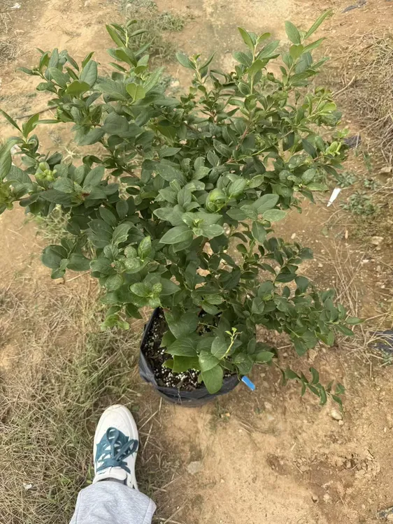 盆栽蓝莓L25正品蓝莓·