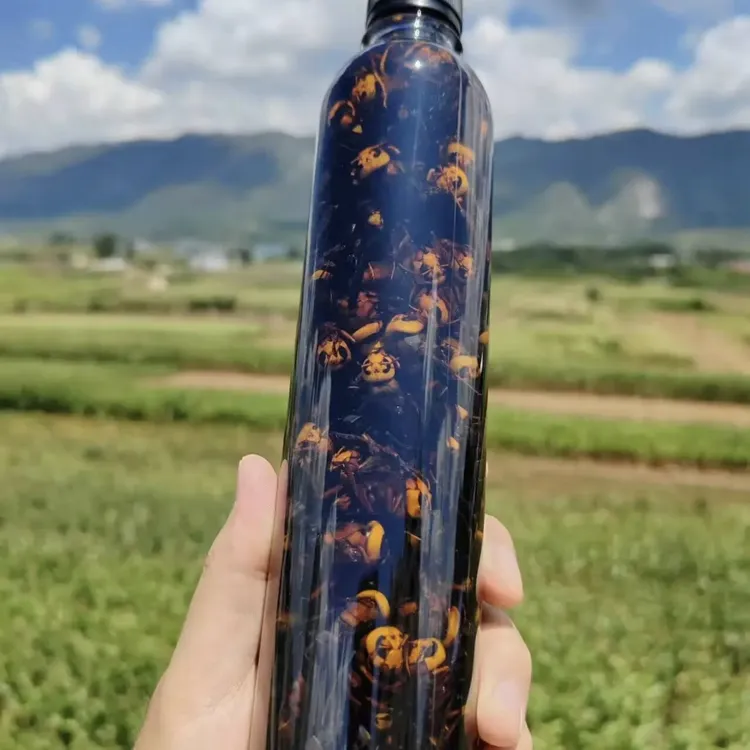 诱蜂液黑尾虎头蜂金环虎头蜂原液的老蜂泡液现抓现泡原液诱蜂水